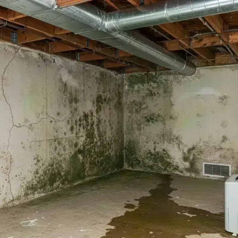 Professional Mold Removal in York County, NE